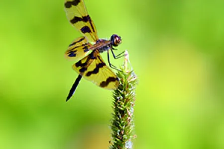 The tiger wing also known as the graphic flutterer (Rhyothemis graphiptera) is a common sight at end of the wet season in Darwin.