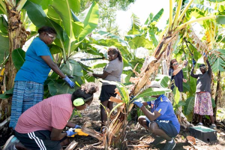 The Tiwi Island VET students working on banana plants at Casuarina campus.