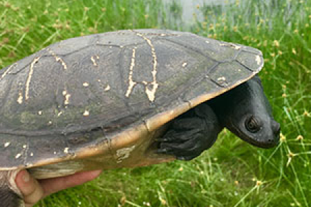 A recovered northern long-necked turtle is released back into the wild. Photo: Geraldine Reid