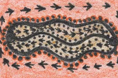 Yawaki (Bush Plum) Dreaming, 2011, Jerry Jangala Patrick Lajamanu Warlpiri Drawings Collection, Australian Institute of Aboriginal and Torres Strait Islander Studies