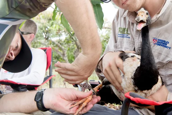 Magpie geese held by RIEL staff