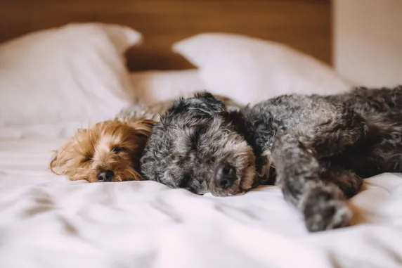 Two dogs sleeping on a bed