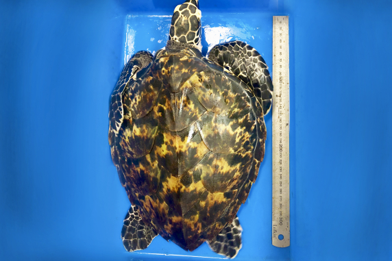 Bubble the turtle weighed just 16 grams when he first arrived at CDU