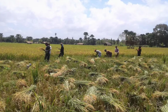 seven women harvesting rice in a field with trees and houses in the distance