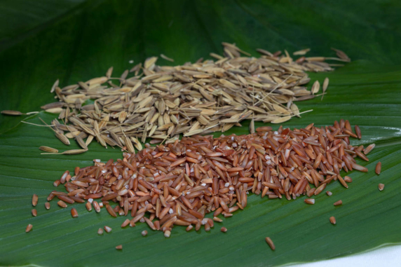 native rice grains with and without husk
