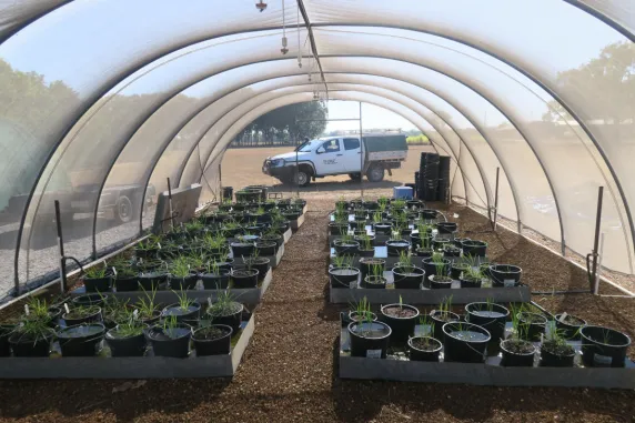 approximately a hundred pots with small rice plants growing in them, in a greenhouse, with a CDU ute visible outside