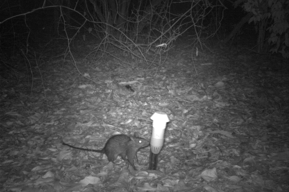 Black footed tree rat
