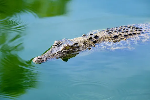 Crocodile