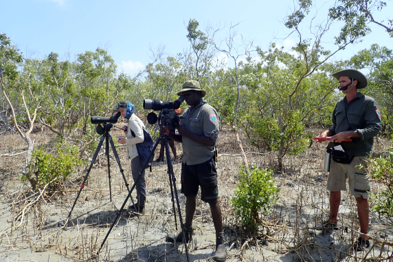 three people standing among mangroves, two looking through telescopes