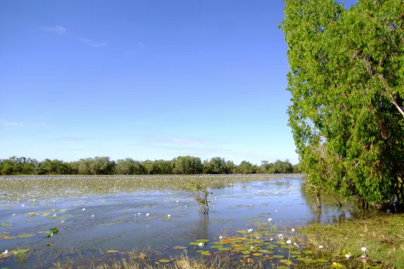 waterbody surrounded by trees, with water lillies flowering