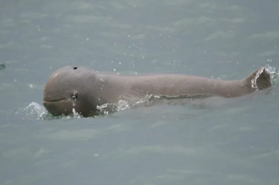 snubfin dolphin on surface of water