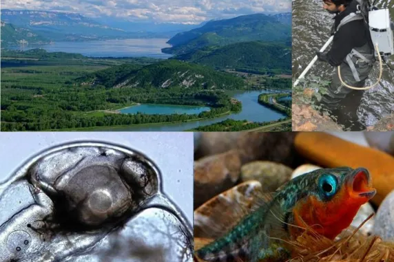 Compound image: landscape, fish, researcher in the water