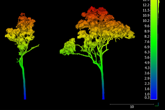 a tree from two angles in different colours with colour scale beside
