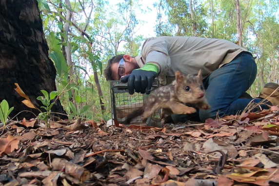 Person crouching on ground holding cage door open, with quoll leaping out