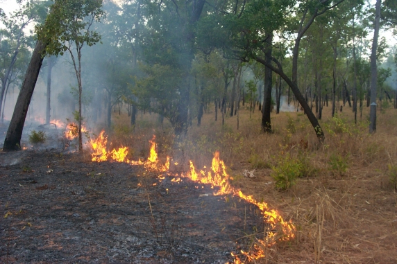 Low intensity ground fire burning in savanna bush