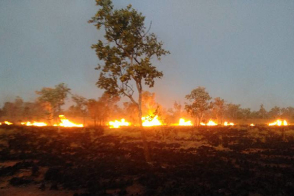line of small fires in middle distance, black ground in foreground with small unburnt tree in centre foreground and trees in background
