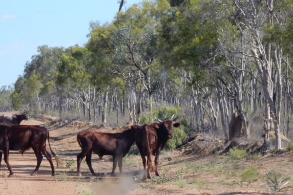 four dark coloured cattle with short horns standing in dirt road with forest next to road