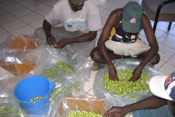 three people sitting cross-legged on the floor, sorting piles of light green fruit in clear plastic bags