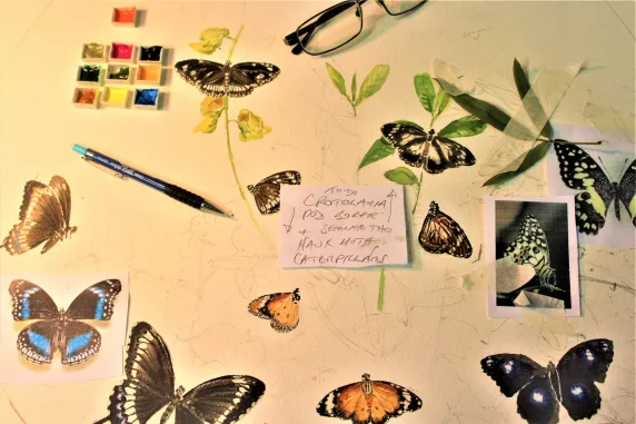 Colour and the environment