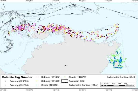 FIGURE 1 False killer whale satellite tracking data across Top End of the Northern Territory (four tagged Cobourg Marine Park) and two tagged Groote Archipelago (Gulf of Carpentaria).