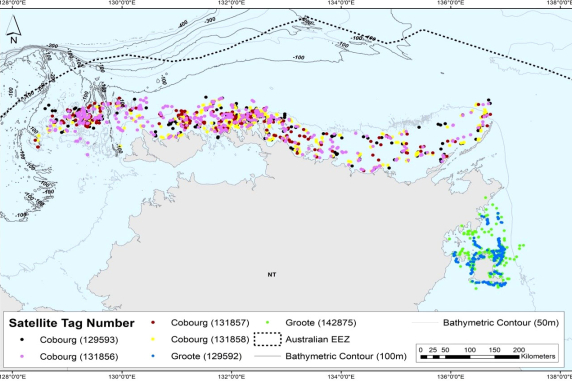FIGURE 1 False killer whale satellite tracking data across Top End of the Northern Territory (four tagged Cobourg Marine Park) and two tagged Groote Archipelago (Gulf of Carpentaria).