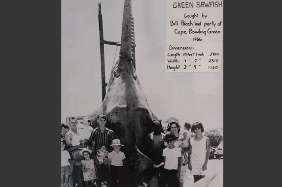 This is an image of a caught green sawfish 