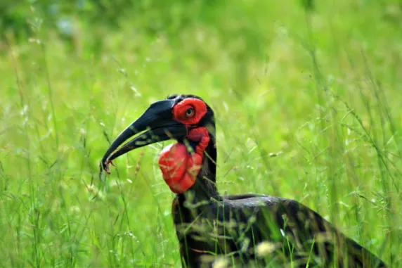 black bird with long pointy beak, with red around eyes and throat, with small lizard in its beak