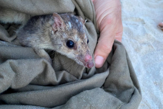 Small rat-like animal with pointed nose and small ears, being held in a grey cloth with a thumb visible