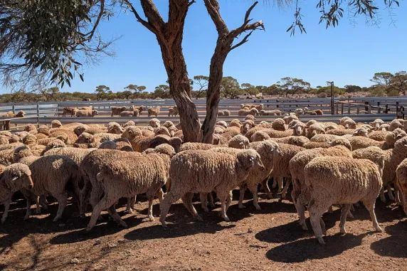 Sheep under a tree