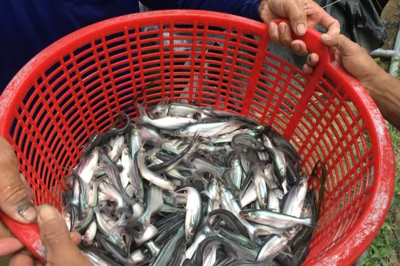 Aquaculture is a critical part of Vietnam's economy. Picture: Provided by Sunil Kadri