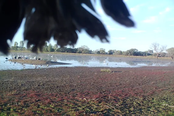 Photo oh wetland with birds and water in the background