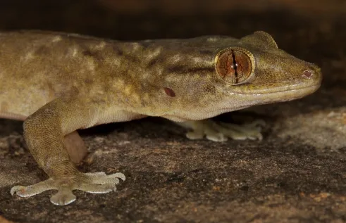 Lizard (RIEL image only)