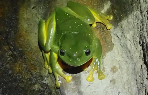 Frog image by Keith Christian