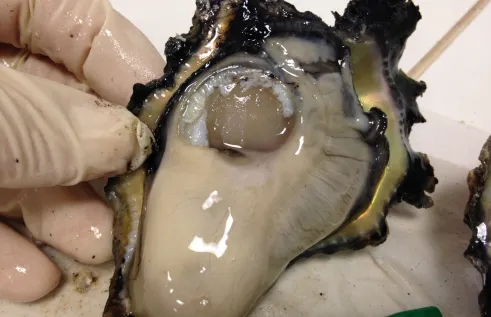 Oyster image by Anna Padovan