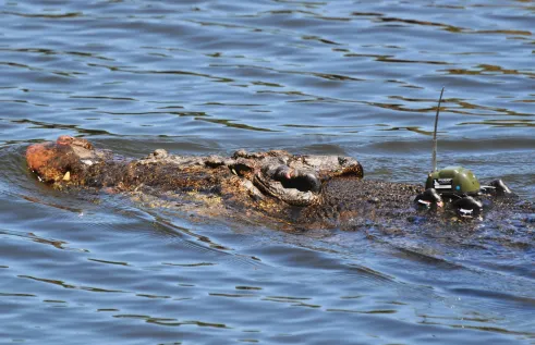 Crocodile in water