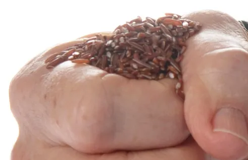 Native rice (RIEL image only)