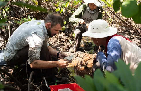 Mangrove sampling