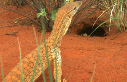 goanna inspecting hole in red dirt