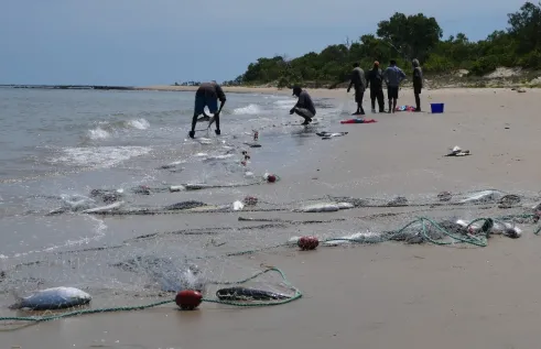 fish in net on beach with fishers