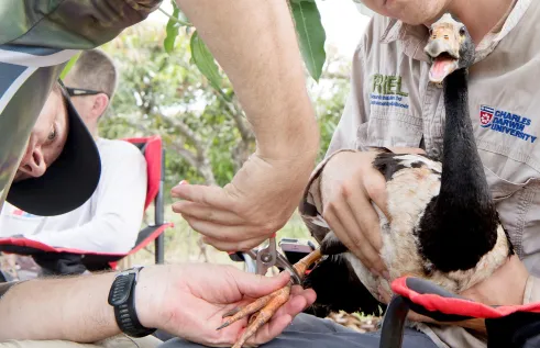 Magpie geese held by RIEL staff