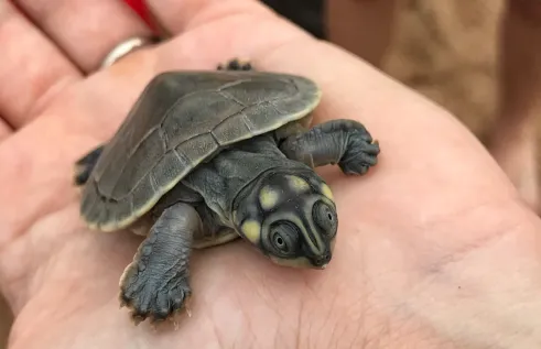 Erica   Two weeks in the Amazon protecting the turtles