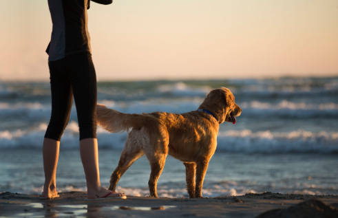 Dog looking at the waves with a person beside