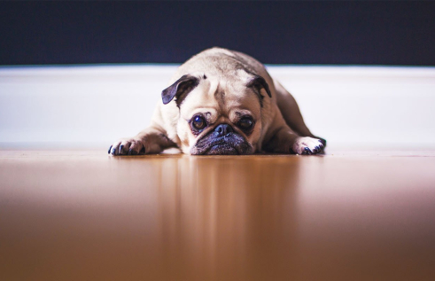 Unmotivated Pug laying on the floor