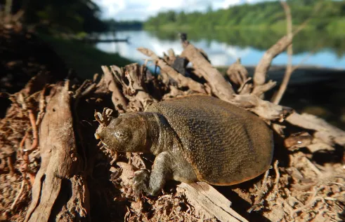 New Guinea giant softshell turtle (hatchling)