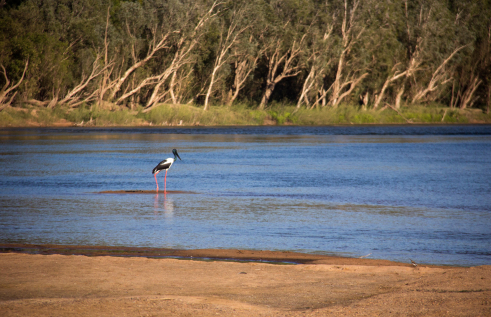 black and white wading bird in river with sand in foreground and forest on far bank