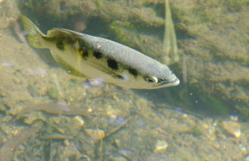 Fish in water with a few leaves and stones on the stream bed