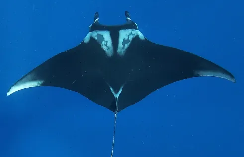 Giant Manta Ray 