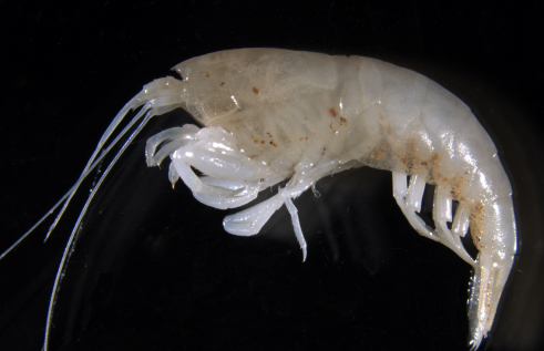 a shrimp called Parisia unguis