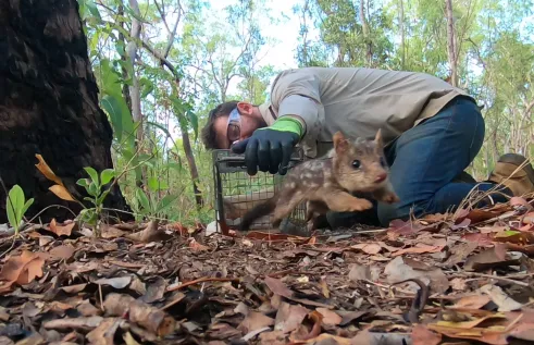 Person crouching on ground holding cage door open, with quoll leaping out