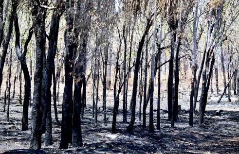 Wildfires in southern Africa release vast amounts of carbon emissions.